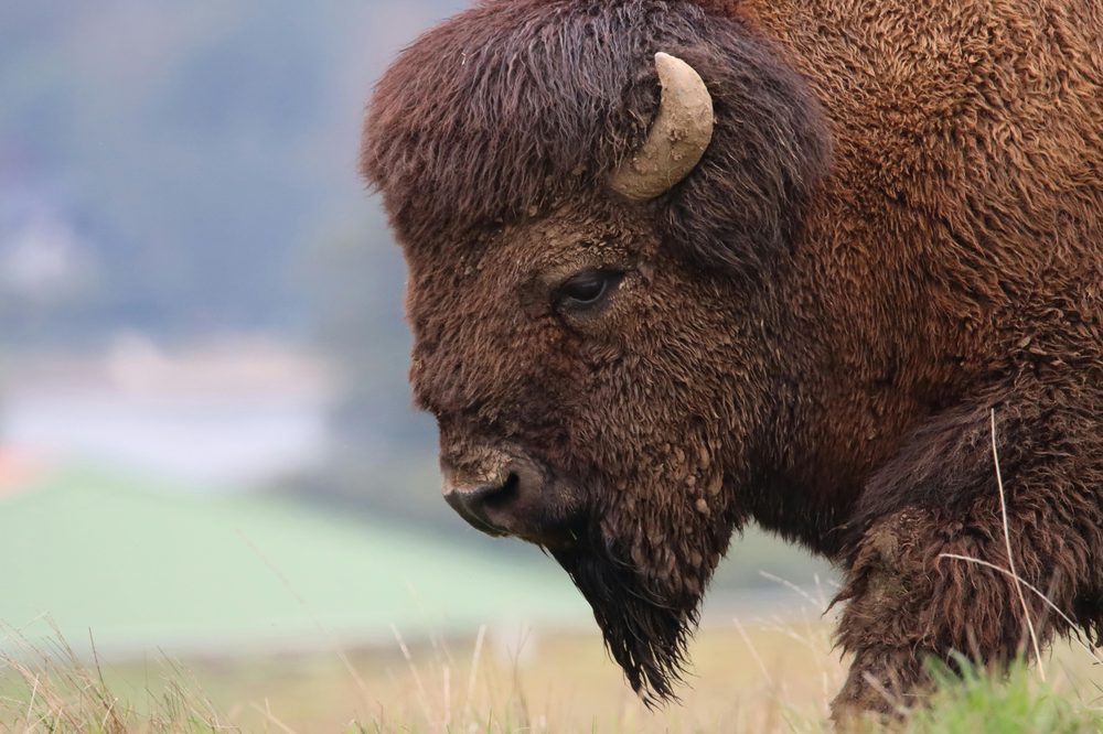 Close-up portrait of a bison — the spirit of Bison Cash tribal lending
